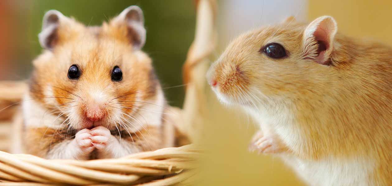 Hamster store versus gerbil