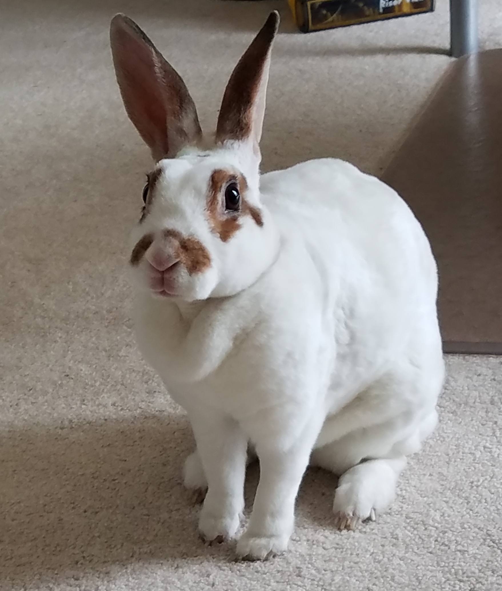 Mini Rex Rabbit Color Chart