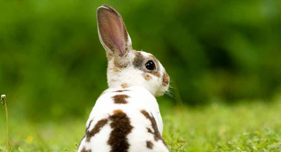 Mini Rex Rabbit Breed Information Center A Guide To The Mini Rex Bunny