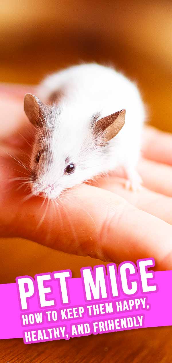 Pet Mice A Complete Guide Packed With Facts And Information