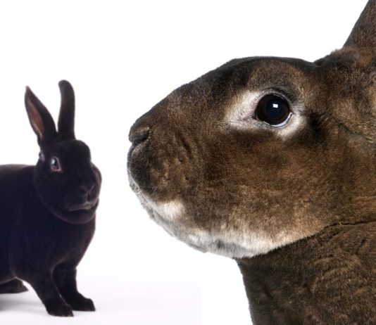 The Rex Rabbit - Helping You Decide If The Rex Rabbit Is Right for You!