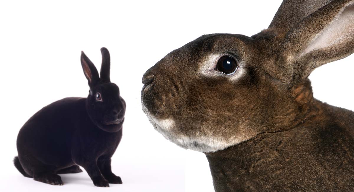 The Rex Rabbit Helping You Decide If The Rex Rabbit Is Right For You