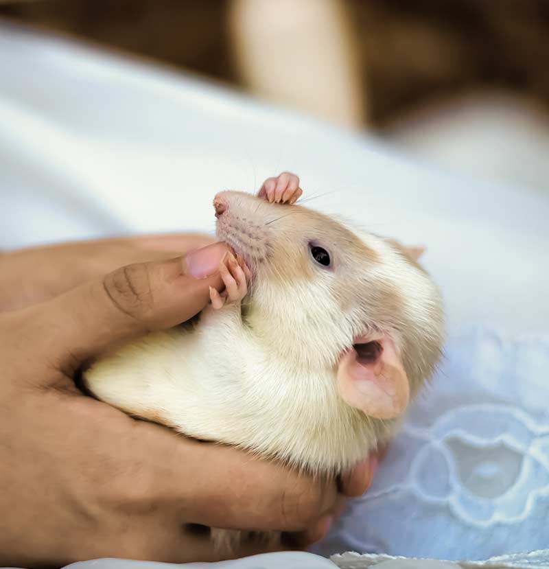 best rodent pet - dumbo rat