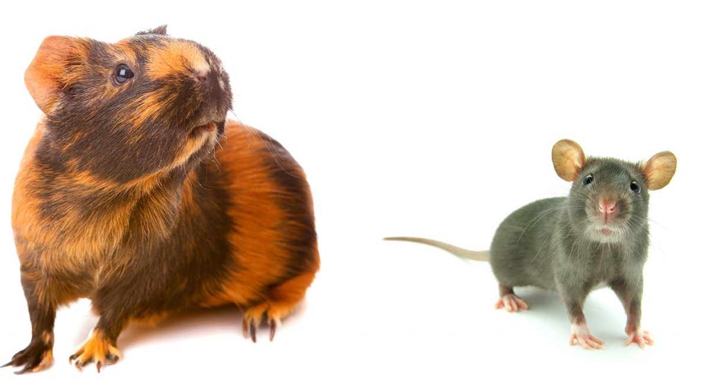 best rodent pet your top 10 tiny cuties