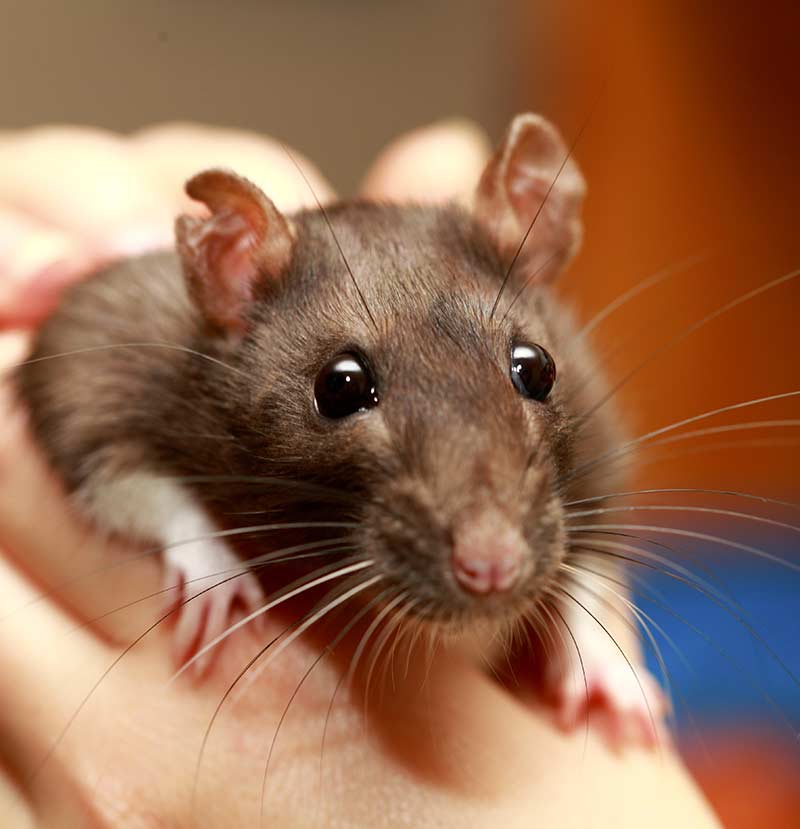 Best Pets For Kids Top 10 Contenders