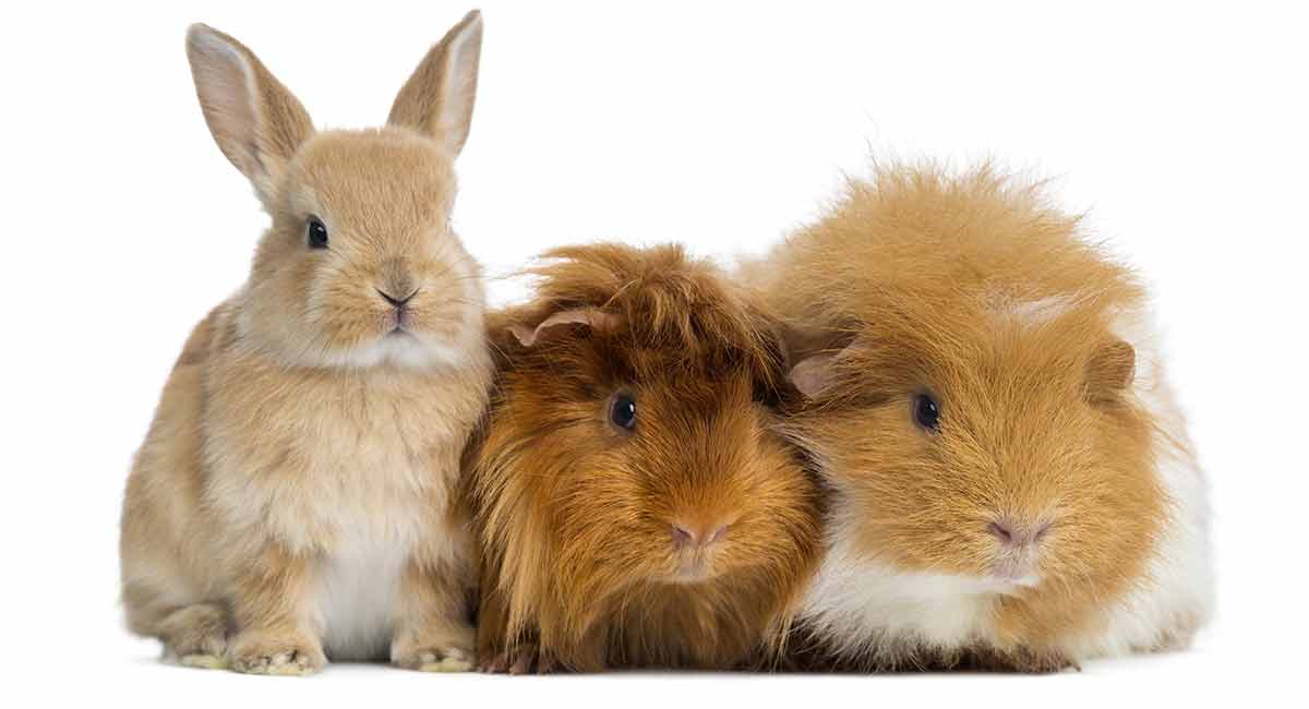 guinea pig and rabbit mix