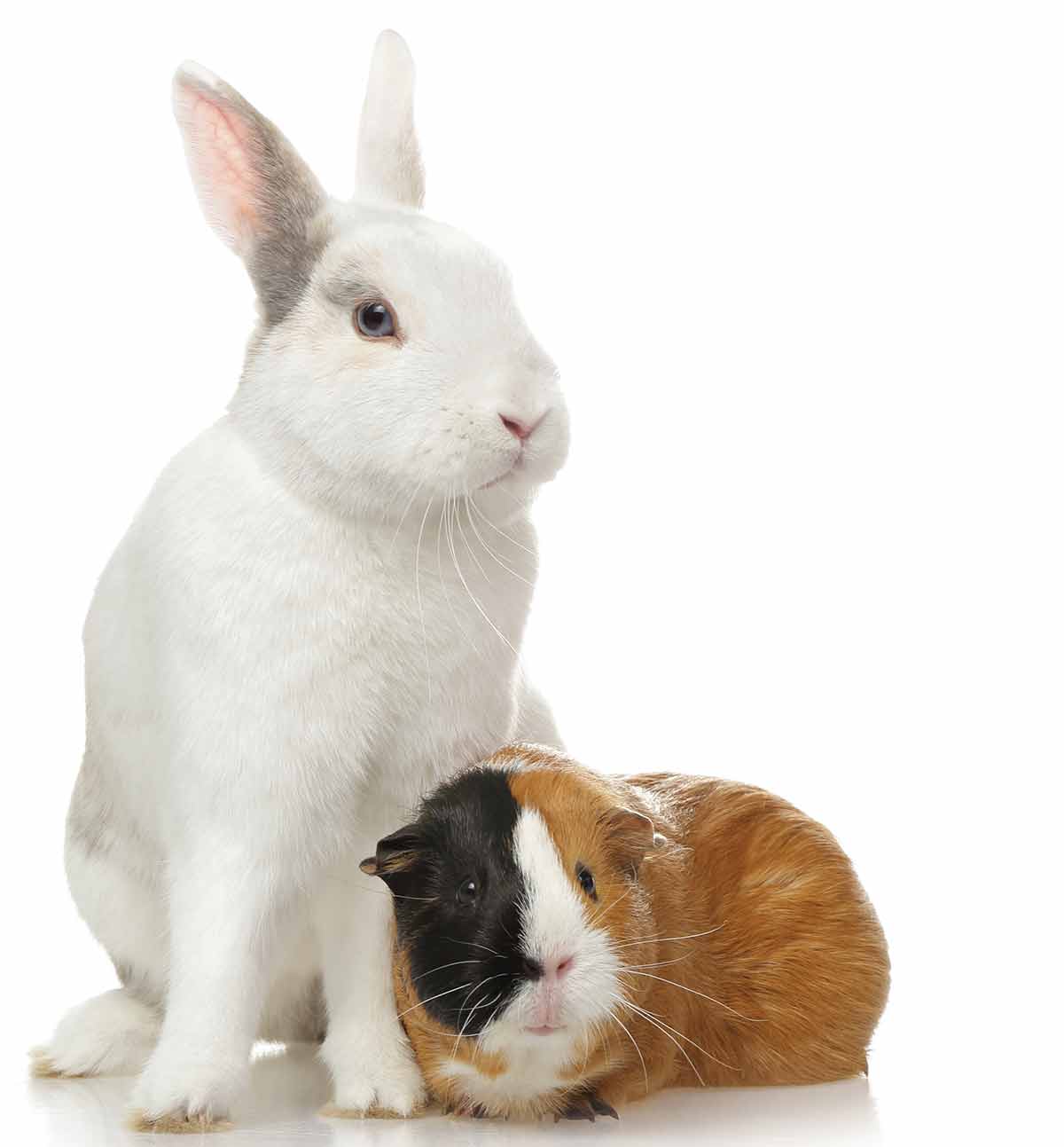 can rabbits and guinea pigs live together