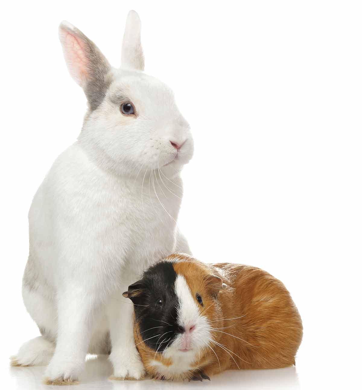 male and female rabbits living together