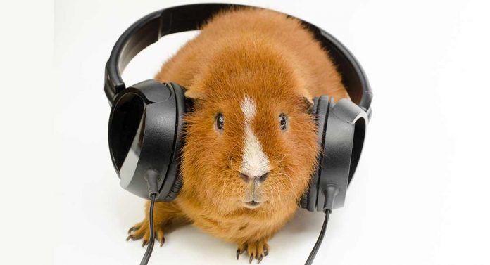 do guinea pigs like music