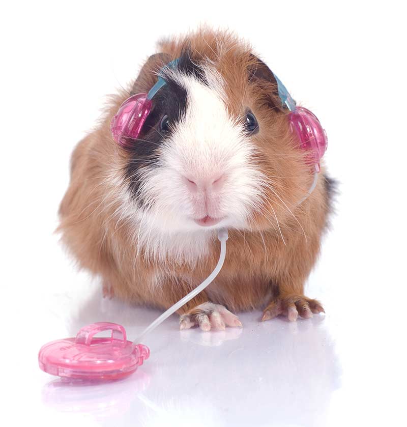 do guinea pigs like music