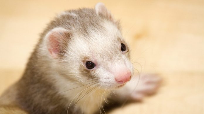 ferret diseases and how to give your pet the best health care