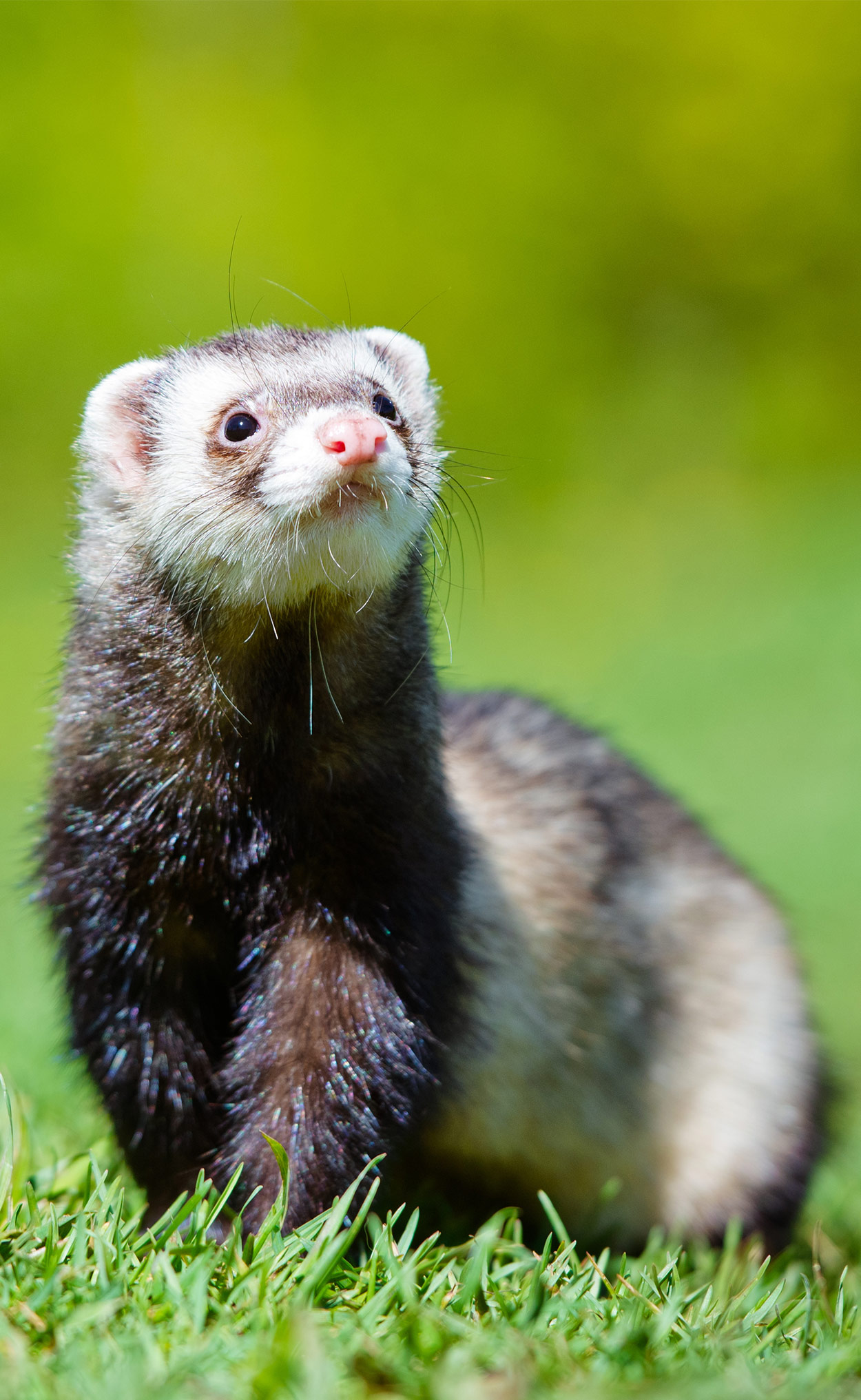 how-common-is-adrenal-disease-in-ferrets-a-z-animals