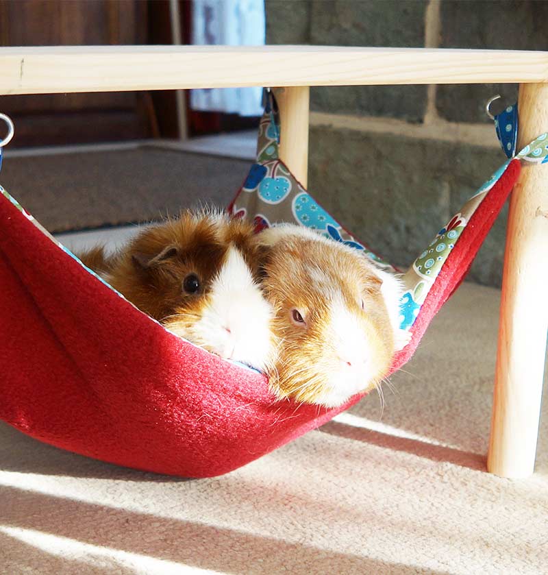 guinea pig hammocks