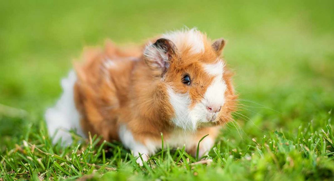 Guinea Pig Mites
