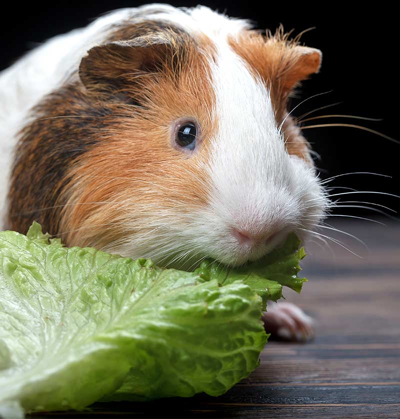 can guinea pig mites transfer to dogs