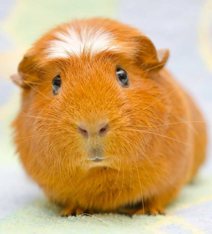 Guinea Pig Ringworm Symptoms and Treatment For Ringworm in Guinea Pigs