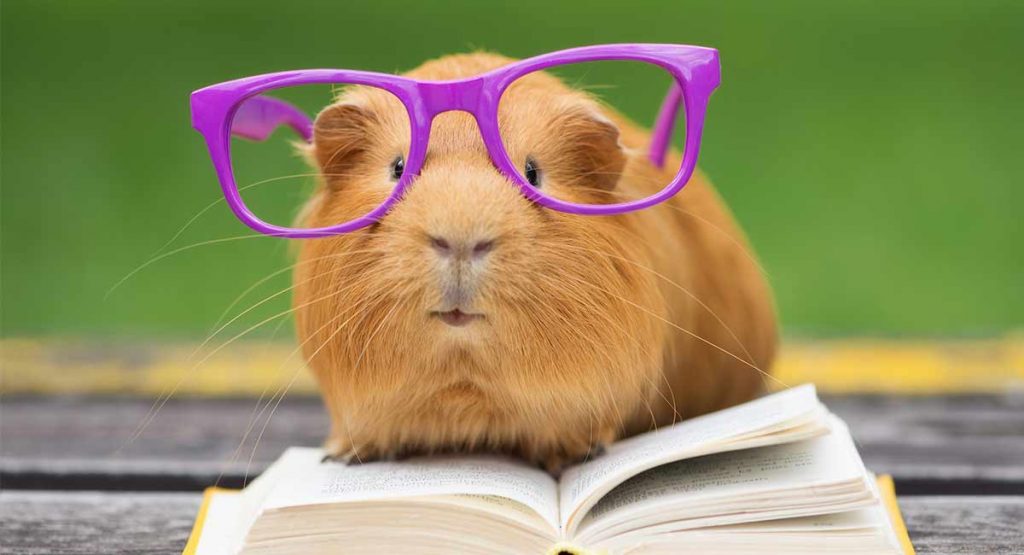 Guinea Pig Ringworm Symptoms and Treatment For Ringworm in Guinea Pigs