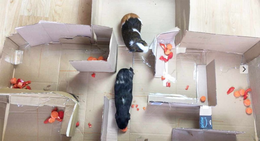 Guinea Pig Maze How To Make Your Own Guinea Pig Adventure