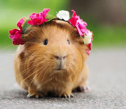 how much are guinea pigs