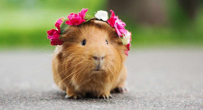 how much are guinea pigs