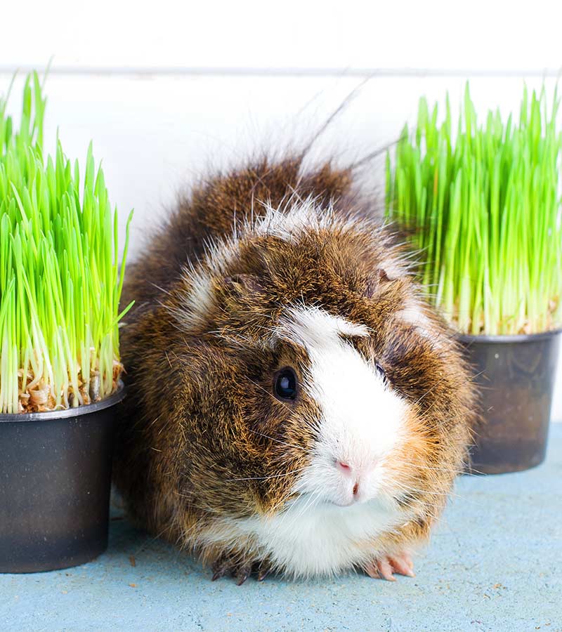 how much does a guinea pig cost with all the supplies