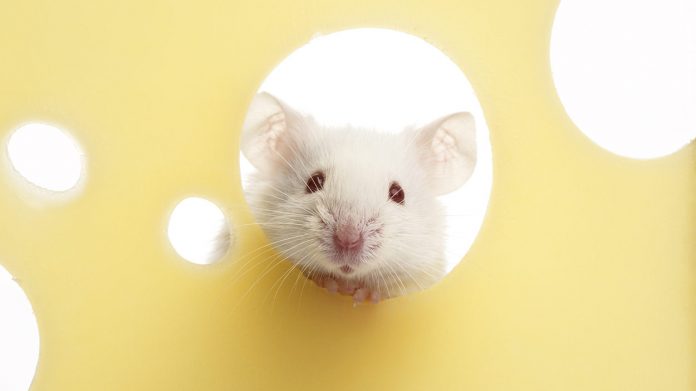Pet Mice - A Complete Guide