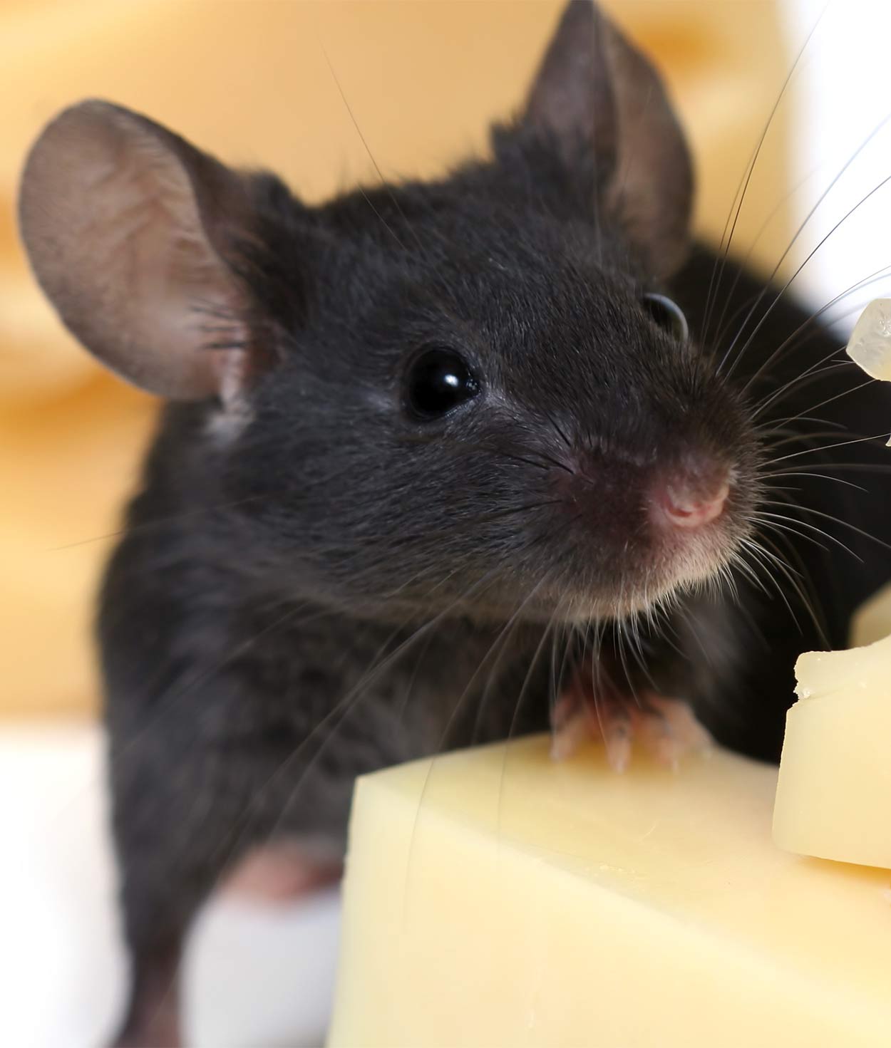 Pet Mice - A Complete Guide To Mice and Mouse Care