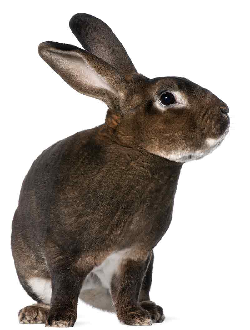 Rex Rabbit Breed Information and Pictures 