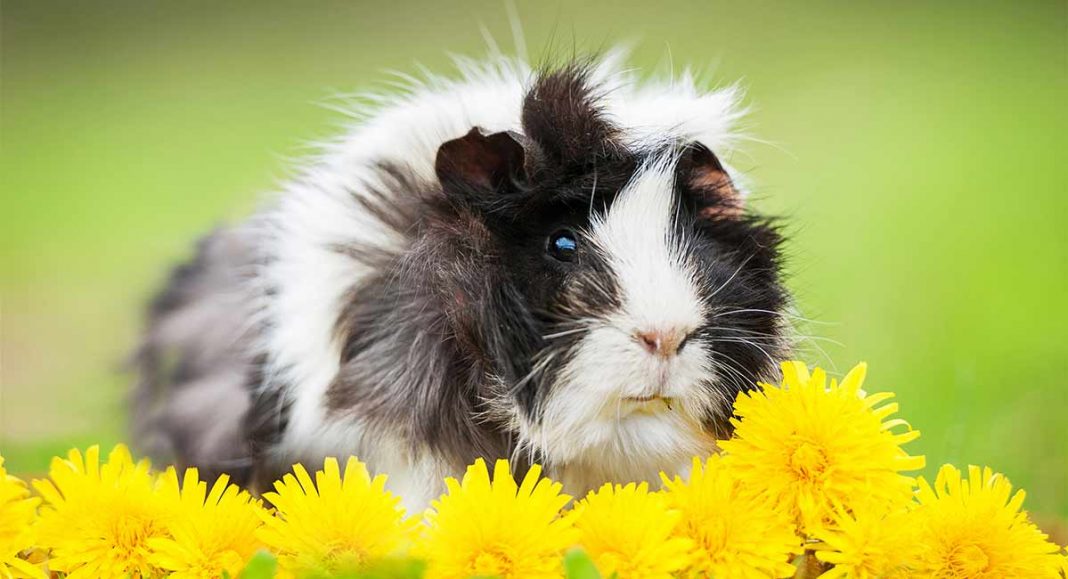 Where Do Guinea Pigs Come From?