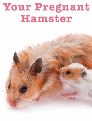 Your Pregnant Hamster - How To Care For Her During Pregnancy & Birth