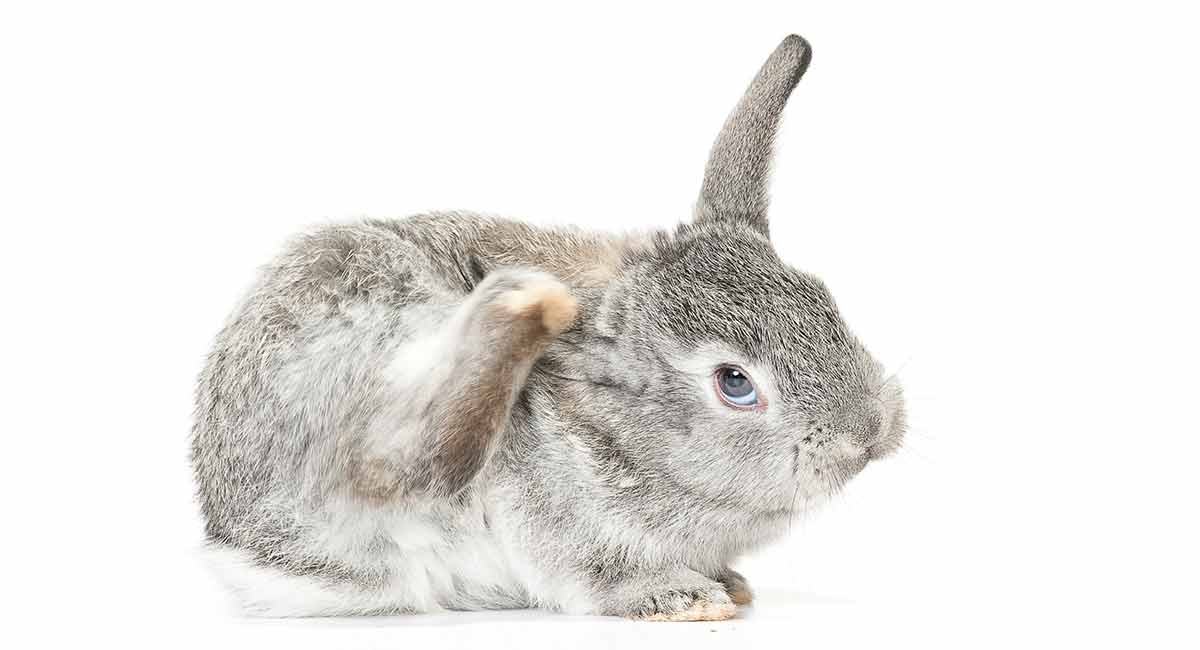 Advantage for Rabbits - Is it the best choice for your bunny's pest control
