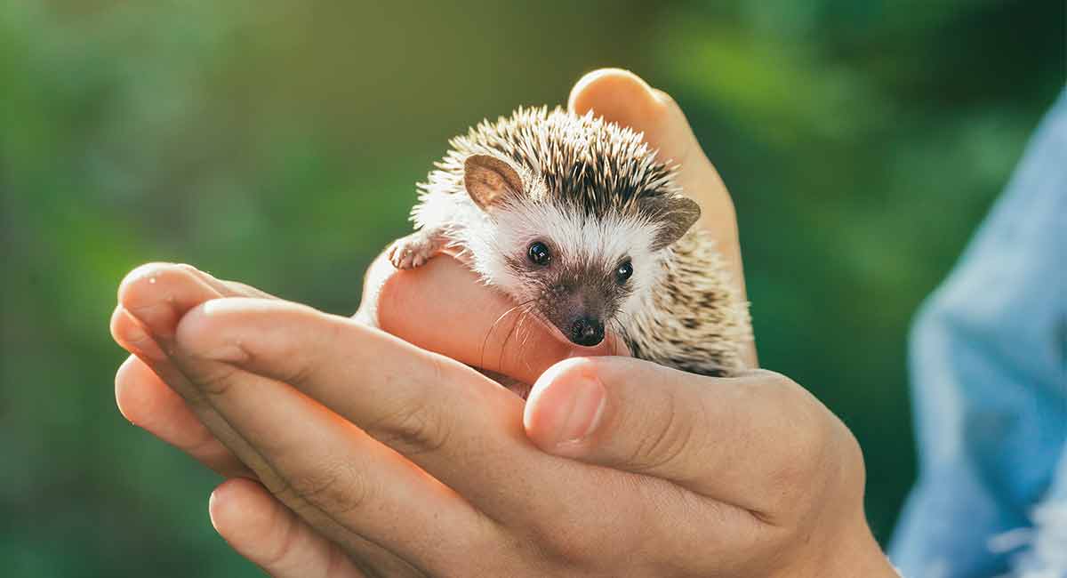 Hedgehog as pets