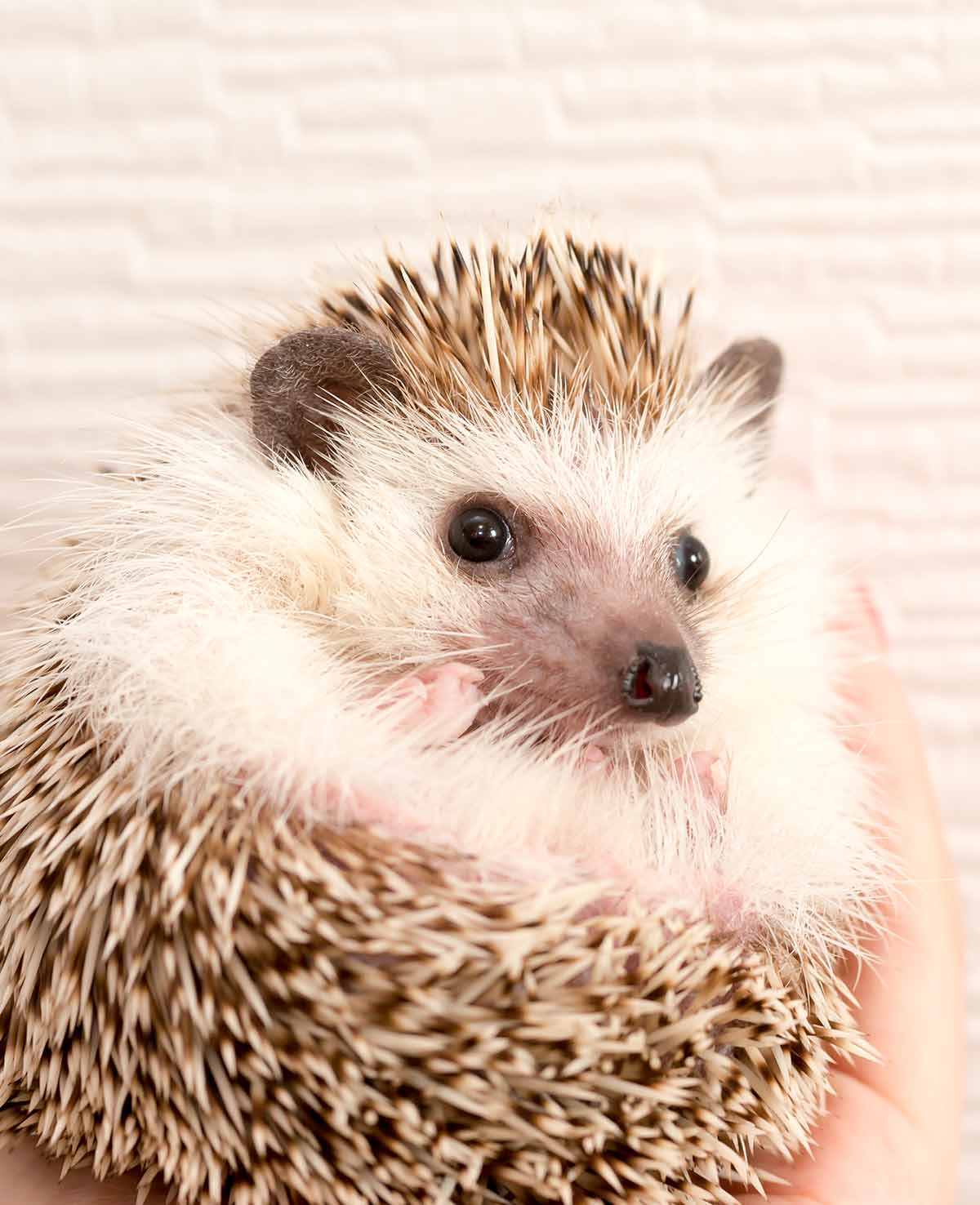 List 95+ Images Show Me A Picture Of A Hedgehog Superb