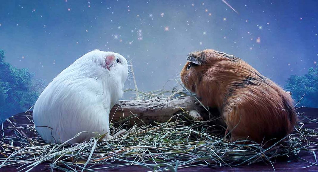 Are Guinea Pigs Nocturnal Or Do They Sleep At Night?