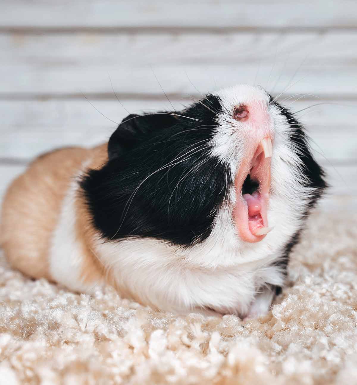 zijn cavia's nachtdieren