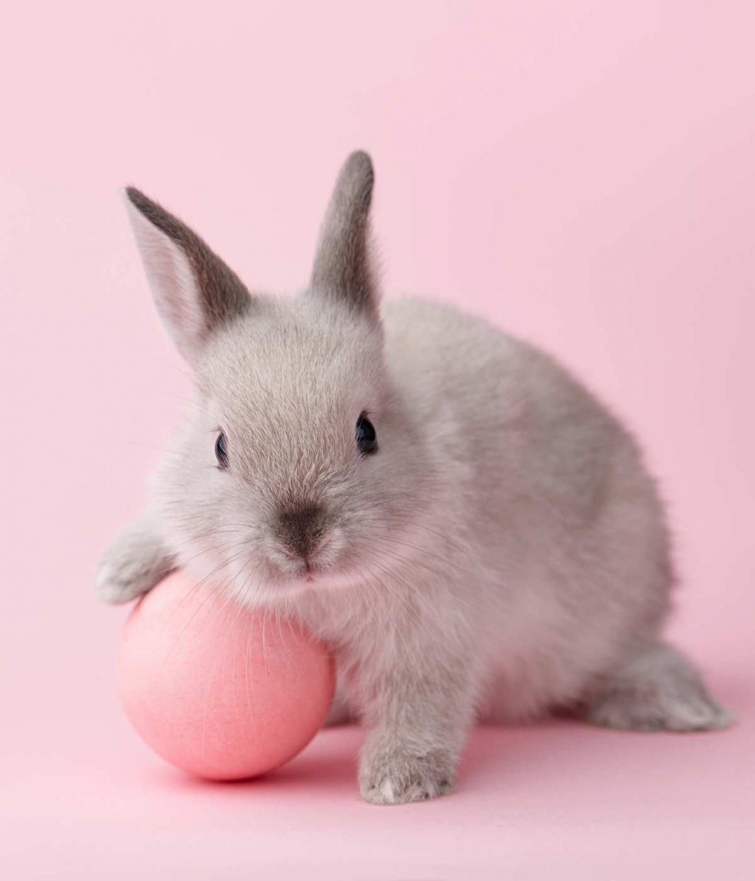 large rabbit toy