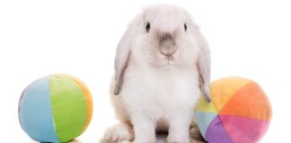 best toys for rabbits