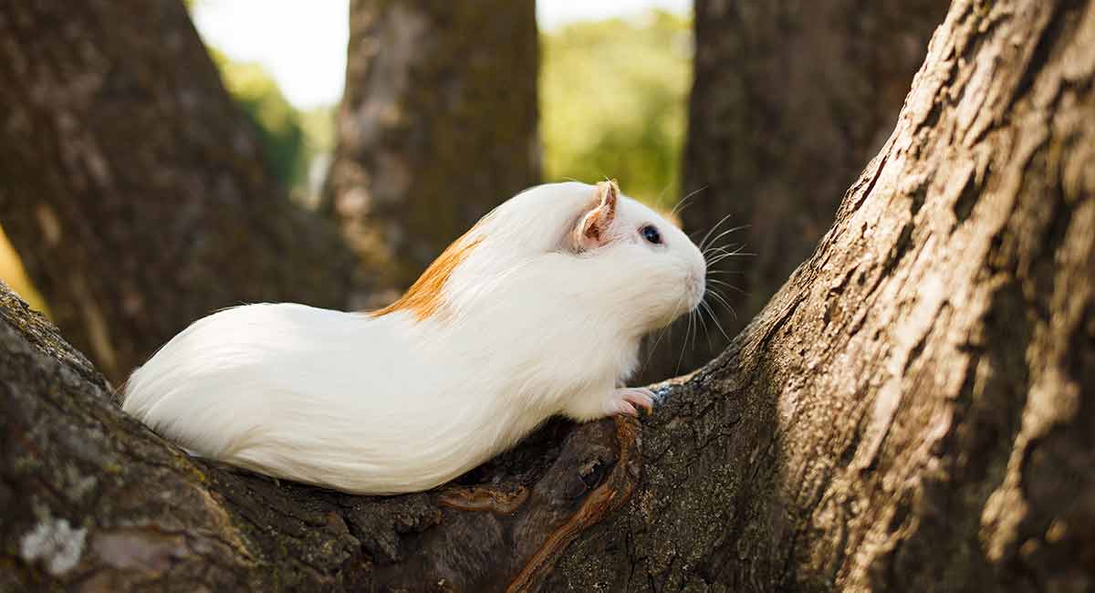 can guinea pigs climb