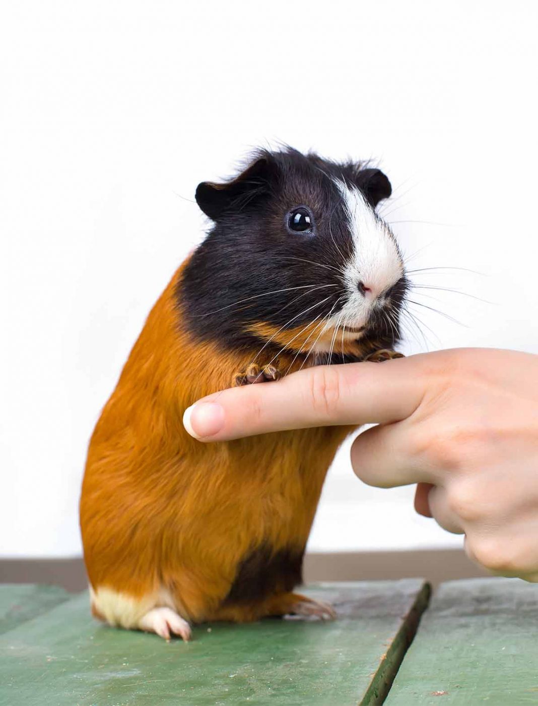 Can Guinea Pigs Jump?