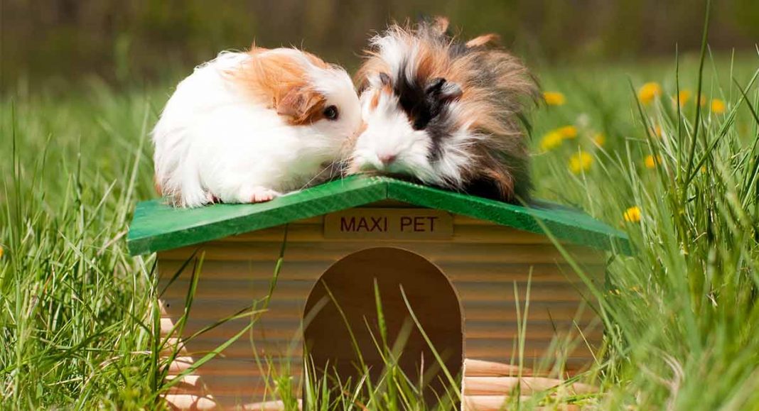 Can Guinea Pigs Jump?