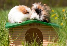 Chinchilla vs Guinea Pig – Which Is The Best Pet For You?