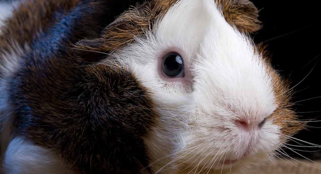 Can Guinea Pigs See In The Dark? Find Out All About Guinea Pig Vision