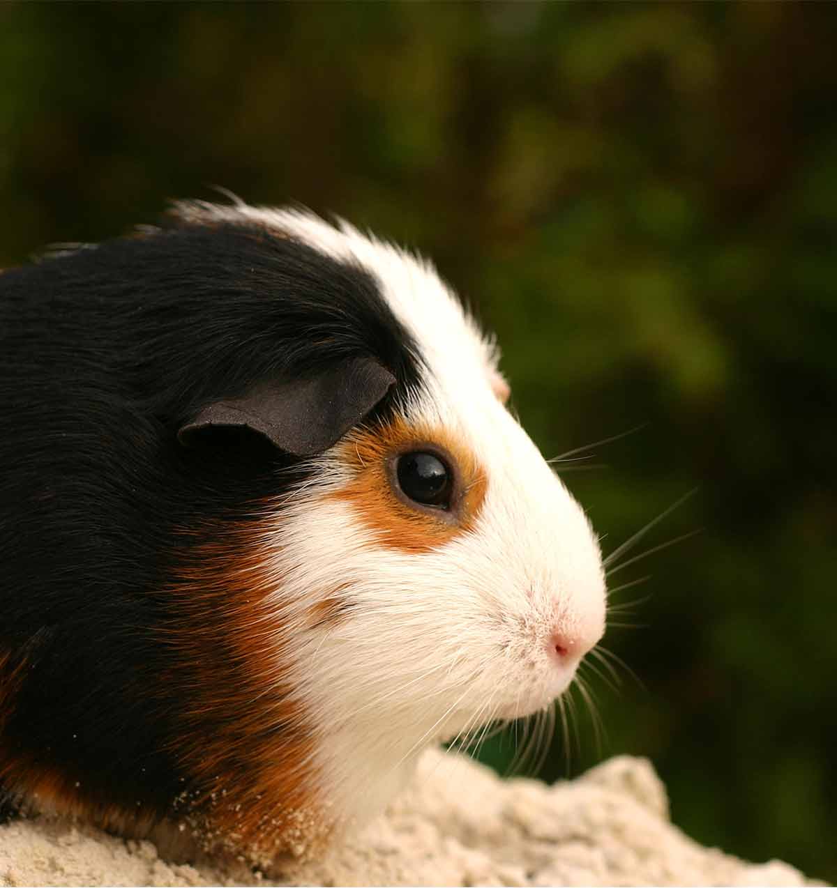 are guinea pigs okay in the dark