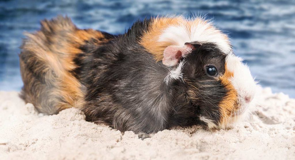 Gan Guinea Pigs Swim? Or Would They Rather Keep Their Paws on Dry Land?