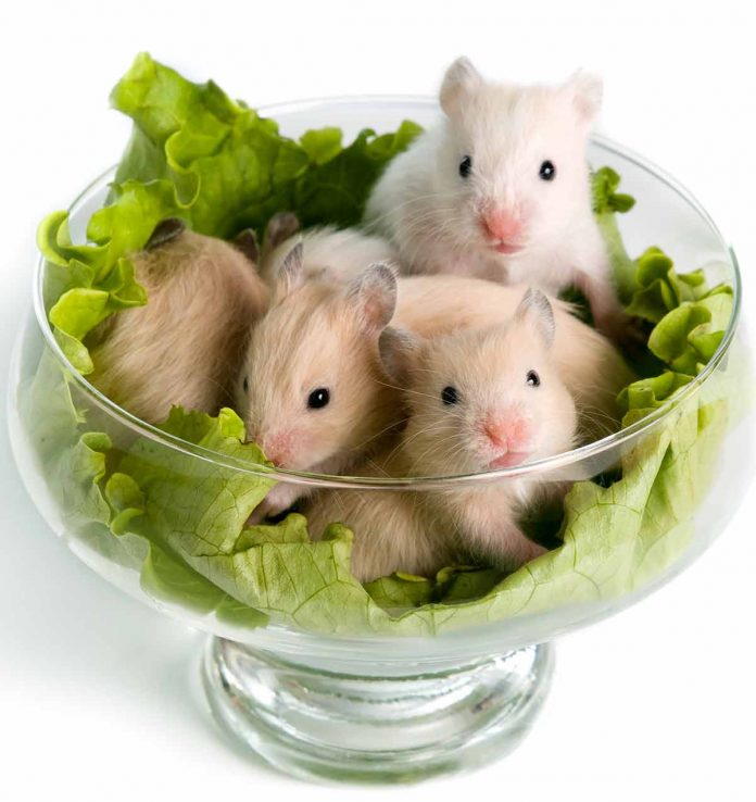 Can Hamsters Eat Lettuce Should You Let Your Hamster Dine On Leafy Greens