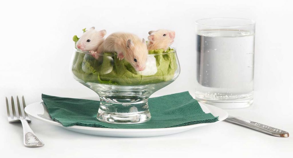 Can Hamsters Eat Lettuce Should You Let Your Hamster Dine On Leafy Greens