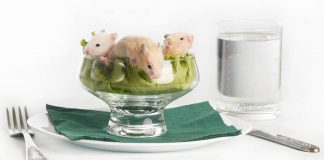 Can hamsters eat lettuce?