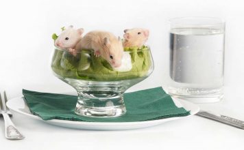 Can hamsters eat lettuce?