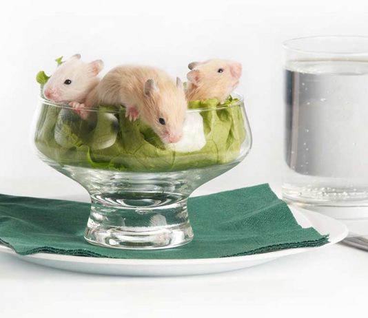 Can hamsters eat lettuce?