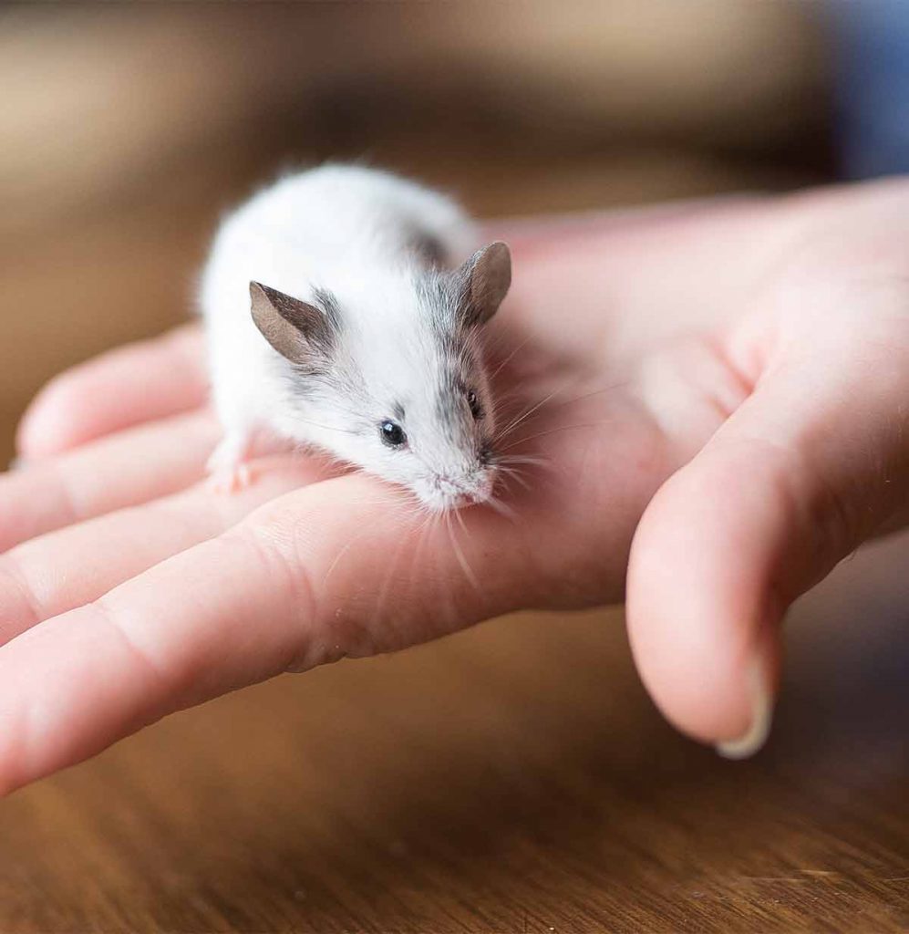 Can Mice Swim Or Do They Prefer To Stay On Dry Land